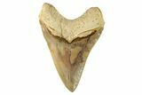 Serrated, Fossil Megalodon Tooth - Indonesia #279207-2